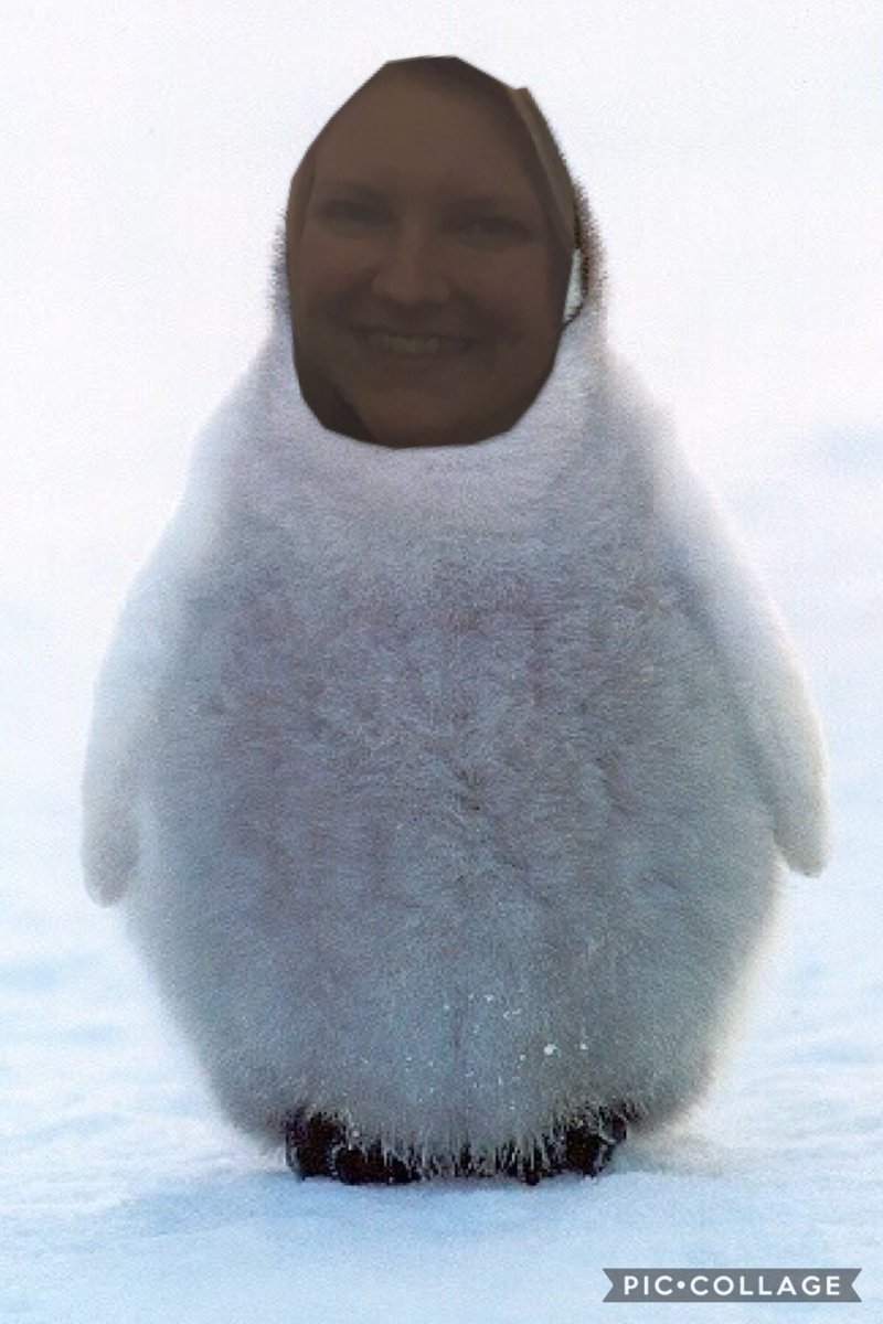 missbriggs4th's tweet photo. If I were an animal, I would be a penguin! #tdc1988 @ds106dc @eng304cripps https://t.co/HPheR3nHJD