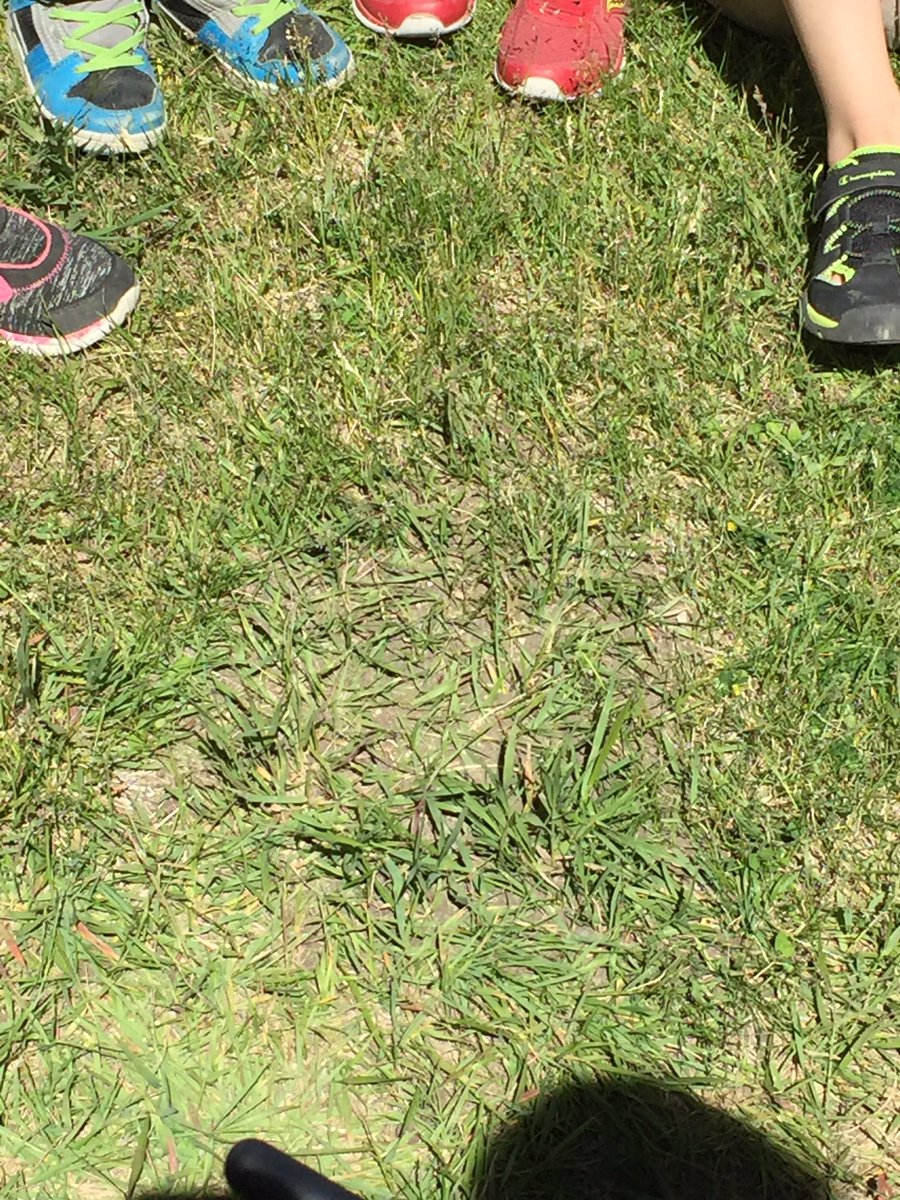 WonderfulonesAB's tweet photo. We discovered an ant hill! @KEarlyexplorers https://t.co/ve08dGFVz1