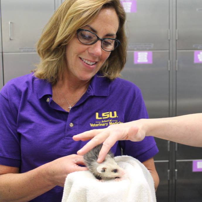 LSUVetMed's tweet photo. With all due respect to the #RallyBeachBall, let’s not forget about how awesome the #RallyPossum was! Good luck tonight @lsubaseball! @lsu https://t.co/Nw8ZfCPXKz