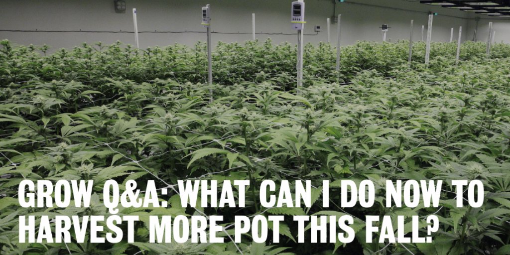 Grow Q&amp;A: What Can I Do Now To Harvest More Pot This Fall? bit.ly/2tigAy3 (from <a href="/HIGH_TIMES_Mag/">High Times</a>)