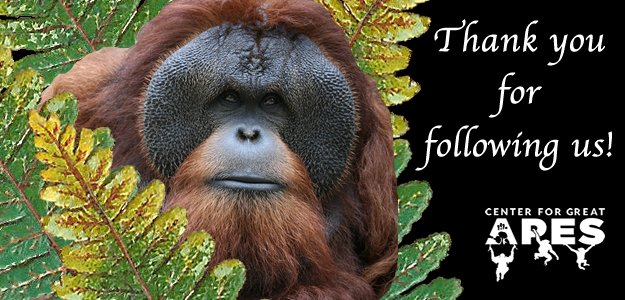 CenterForGreatApes (@cfga) on Twitter photo We have more new followers! <a href="/MordecaiBeatty/">Mordecai Beatty</a> <a href="/partoparto10/">parto</a> <a href="/OliveBlossom99/">Olivia Wiebe</a> <a href="/4Amber123/">Pat Barnes</a> <a href="/CtP_Animals/">CtP-Animals</a> <a href="/CatDepot/">Cat Depot</a> @oneredlionnews <a href="/vox4animals/">GlobalVoice4Animals</a> We have more new followers! <a href="/MordecaiBeatty/">Mordecai Beatty</a> <a href="/partoparto10/">parto</a> <a href="/OliveBlossom99/">Olivia Wiebe</a> <a href="/4Amber123/">Pat Barnes</a> <a href="/CtP_Animals/">CtP-Animals</a> <a href="/CatDepot/">Cat Depot</a> @oneredlionnews <a href="/vox4animals/">GlobalVoice4Animals</a>