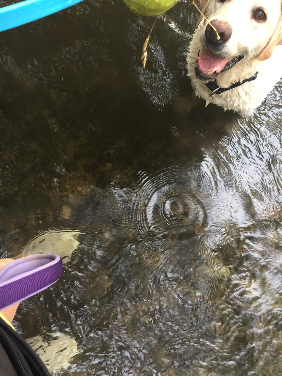 SwimCopyWriter's tweet image. The dog and I BOTH took a river dip this evening #summer #cool #heat