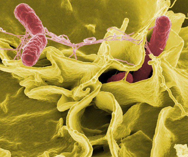 JoseMAdsuara's tweet photo. Las bacterias también se comunican por señales eléctricas https://t.co/tsISFWOPZv https://t.co/vXOxQJsXIl