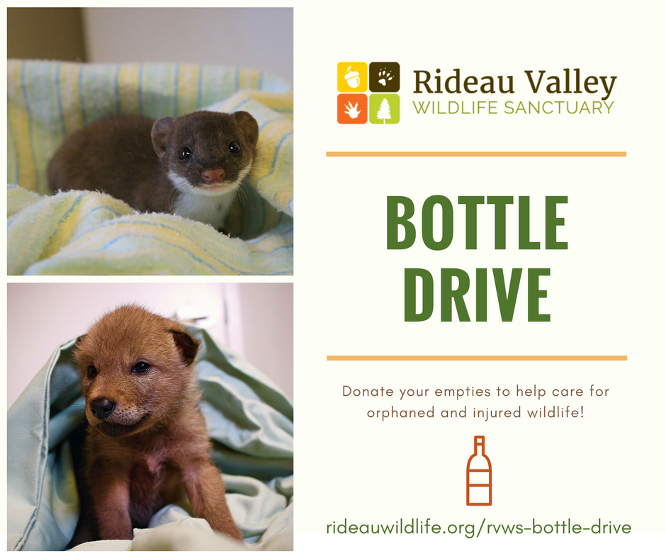 We're hosting our first bottle drive! Donate your empties to help wildlife. Visit rideauwildlife.org/rvws-bottle-dr… for more information. #ottnews