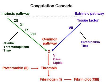 Coagulation Chart