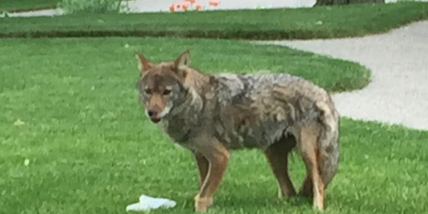 Halton Coyote Lookout: 'Do not feel you are safe in your yard, you are not."  theifp.ca/news-story/736… https://t.co/GK34xXi2Us