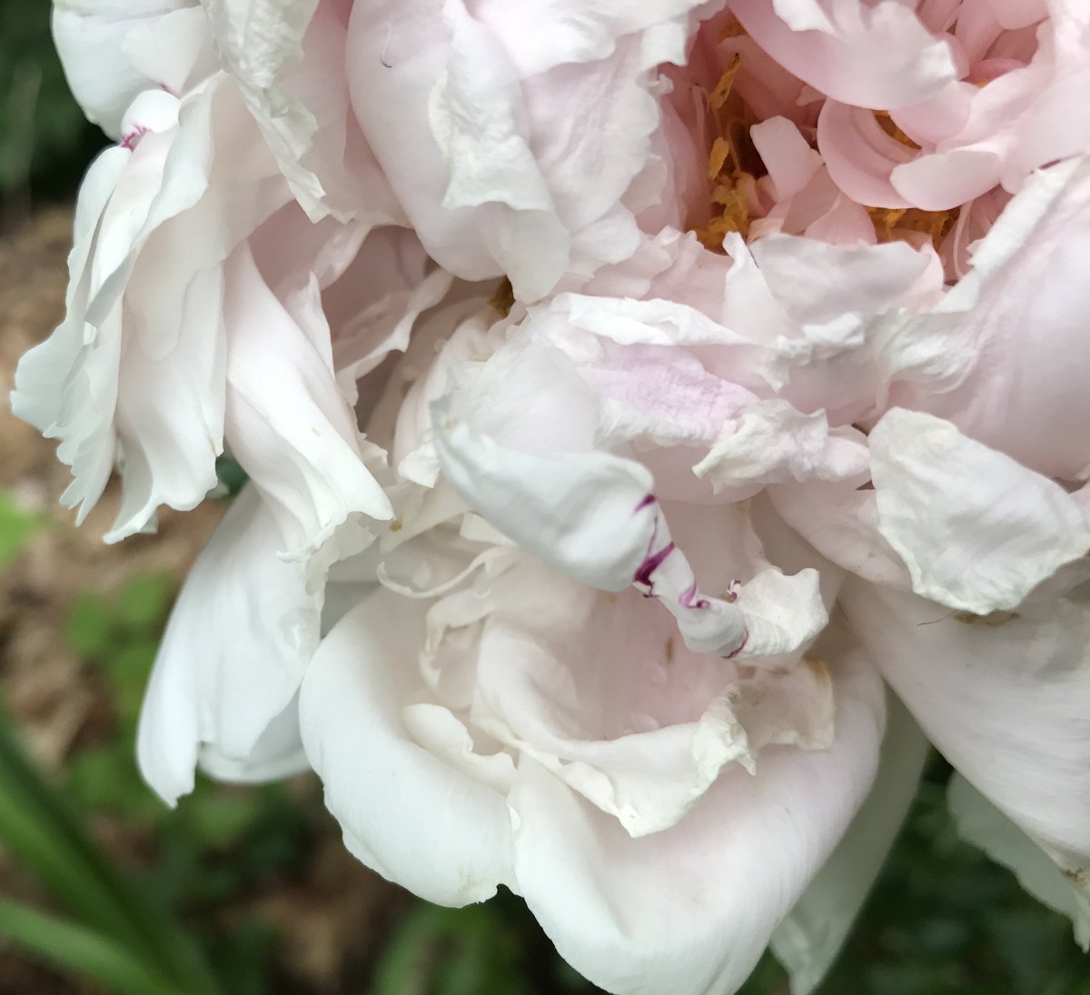Flowerups tweet picture