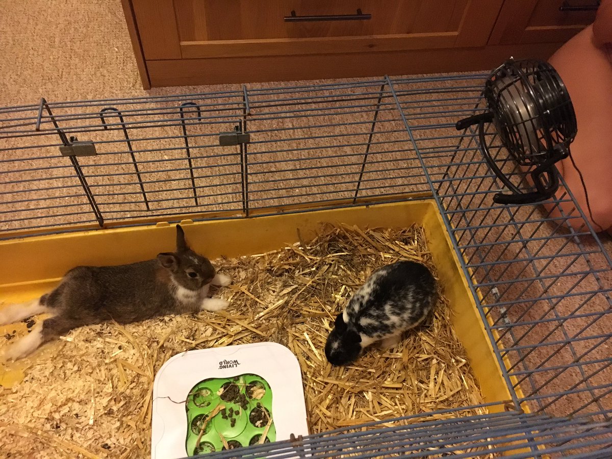 DearBunnies's tweet photo. Bunnies aren't fans of this heat. We've been keeping Ollie and Fizzy cool with ice packs under the cage and a USB fan! #RAW2017 https://t.co/AdKyPNQPSi