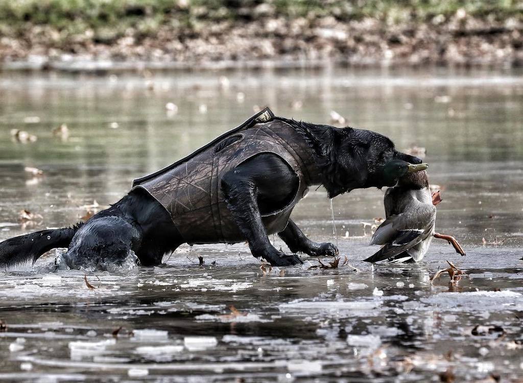TonyVandemore's tweet photo. The hardest workers don't notice - or CARE - if anyone's watching. #Ki #CabelasCanines #ArmourDogs #MallardMonday https://t.co/gjHZThprFt https://t.co/CJMF2JgjQ0