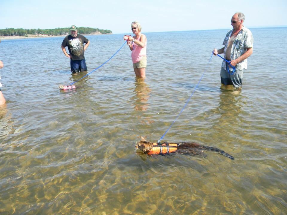 CanadianCowgirl's tweet photo. #perfectpicniccontest #swimmingbengalcats https://t.co/quiQcn33EN