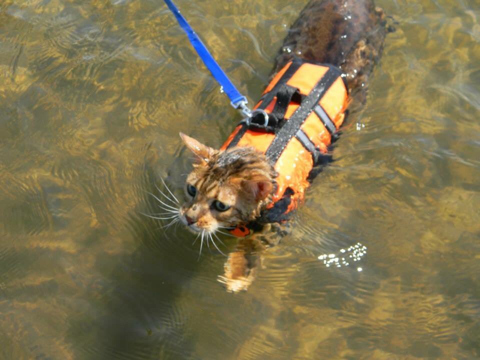 CanadianCowgirl's tweet photo. #perfectpicniccontest #swimmingbengalcats https://t.co/quiQcn33EN