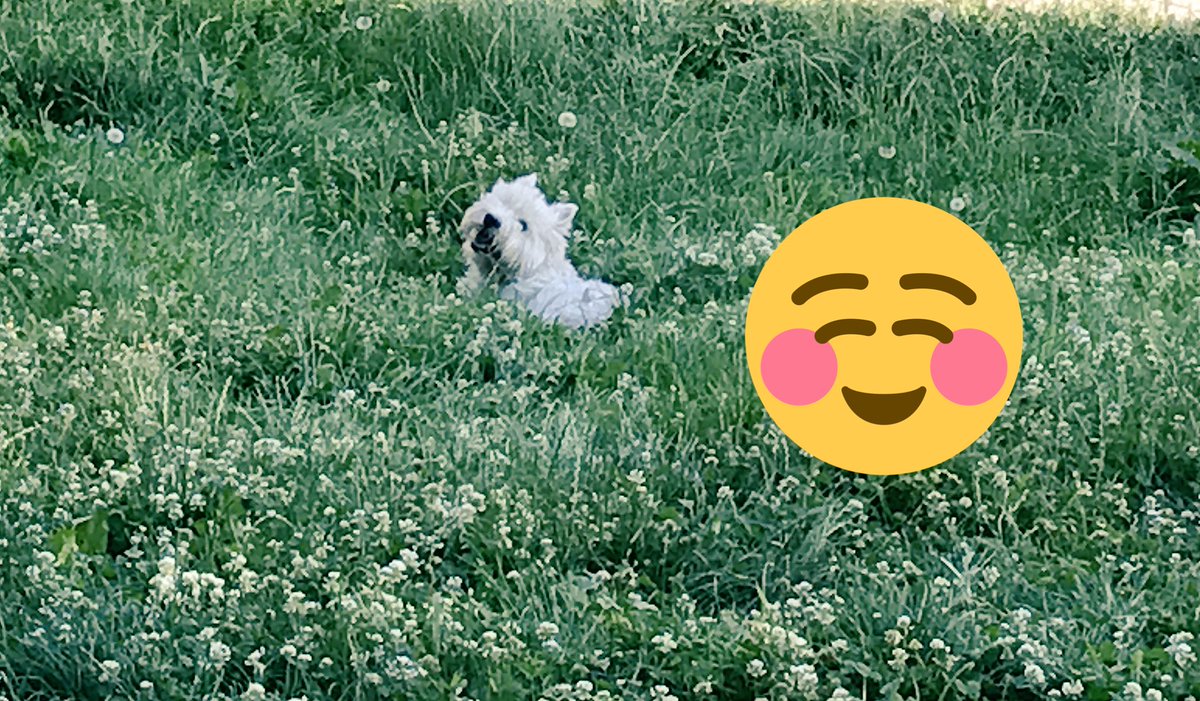 gemafernandez85's tweet photo. #porquelegustaposar #Heartrobbery ❤️🐶🐾 https://t.co/O9VhcLsP1u