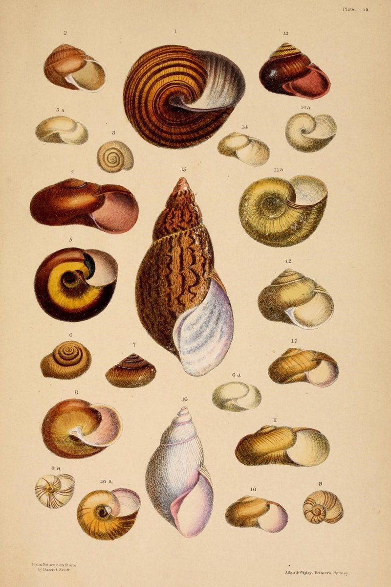 BioDivLibrary's tweet image. Explore stunning #SciArt by #WomeninScience in our Flickr collection s.si.edu/2ruTojZ #MuseumWeek #WomenMW