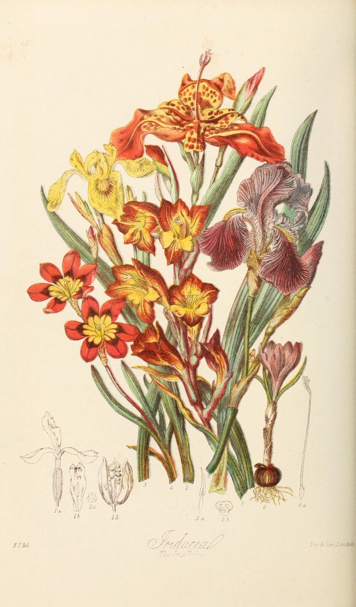 BioDivLibrary's tweet image. Explore stunning #SciArt by #WomeninScience in our Flickr collection s.si.edu/2ruTojZ #MuseumWeek #WomenMW