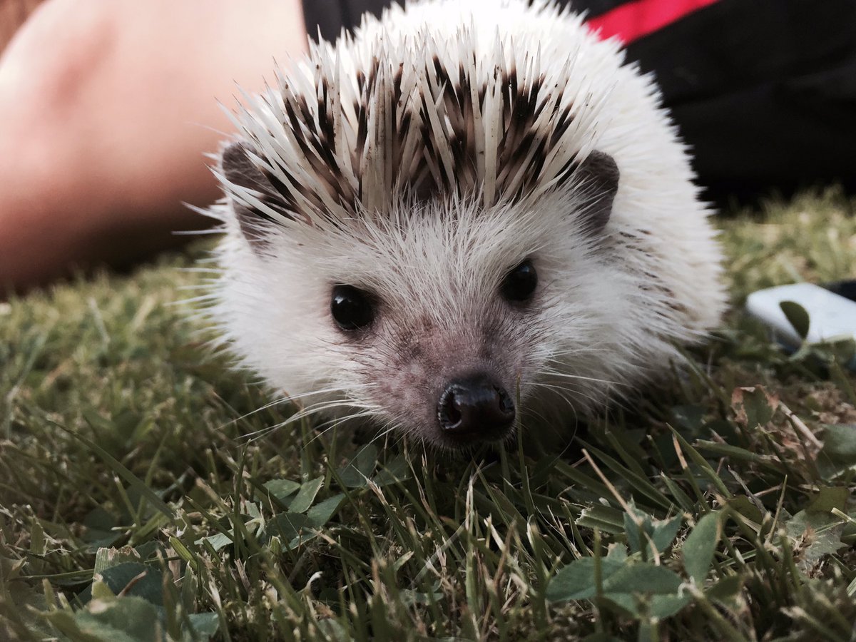 NevillePrickleP's tweet photo. @PetsatHome Neville is enjoying the Sunshine! #VIPJul2017 #AfricanPygmyHedgehog https://t.co/vbkRv2bnRF