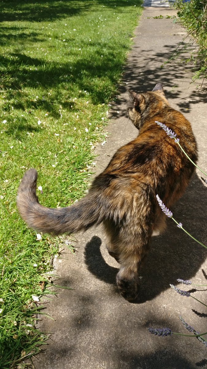 TheMiniMog's tweet photo. I just love when I swish my tail #rescued #adoptdontshop #minimog https://t.co/xDN1bmKtGR