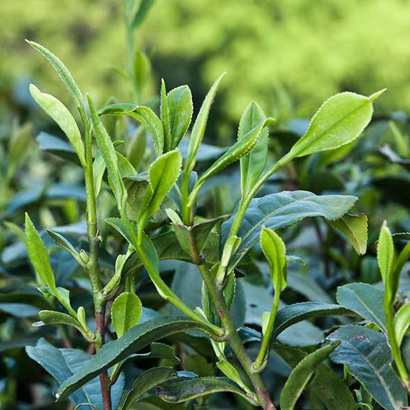 RoyalTipsTea tweet picture