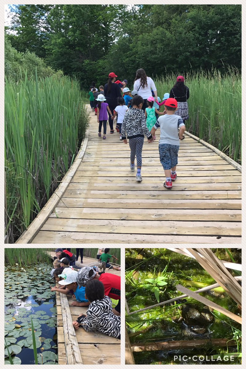 Patiently trying to find frogs among the lily pads 🐸<a href="/MadocDrive/">Madoc Drive PS</a>