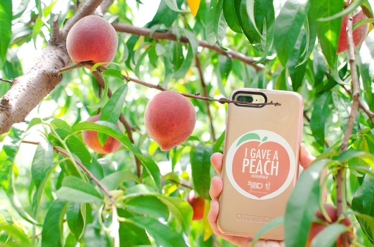 Your Pie tweet media