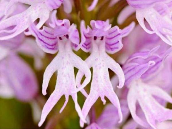 オルキス イタリカ Orchis Italica Japaneseclass Jp