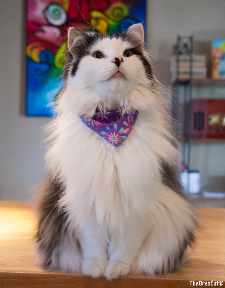 LargestCatBreed's tweet photo. https://t.co/pkZvkuRyLz