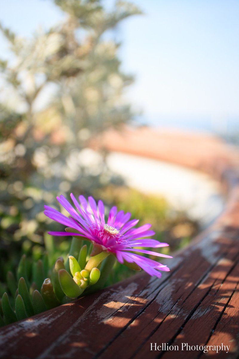 松葉菊 松葉菊