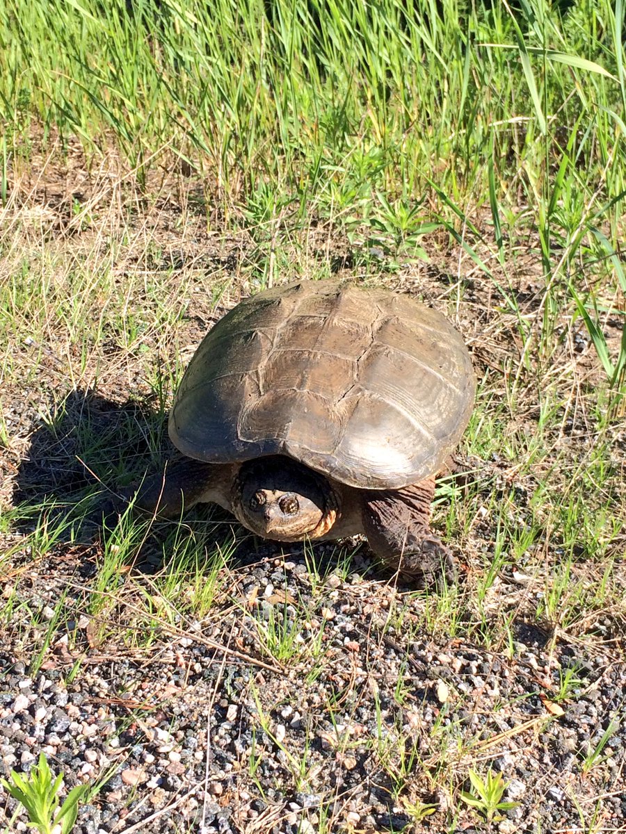 Tingo_89's tweet photo. Nothing says "Thank you for helping me cross the road" like dumping a bladder full of pee on your helper. #stopforturtles #turtle https://t.co/Or3lXPtJ2A