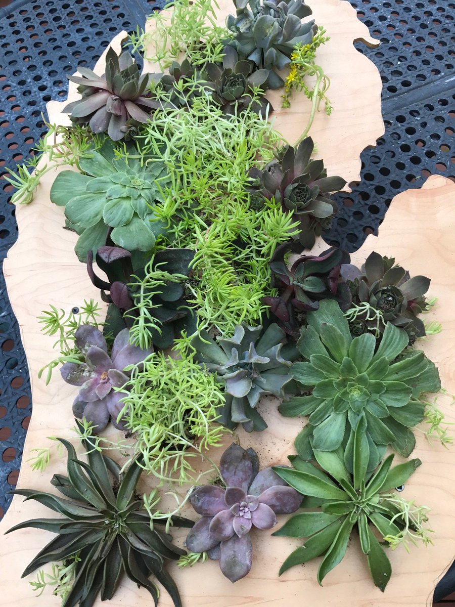 advisorsource's tweet image. Shelby Township Gardeners Club plans Michigan-themed show for July  ow.ly/uTqQ30cI3dZ