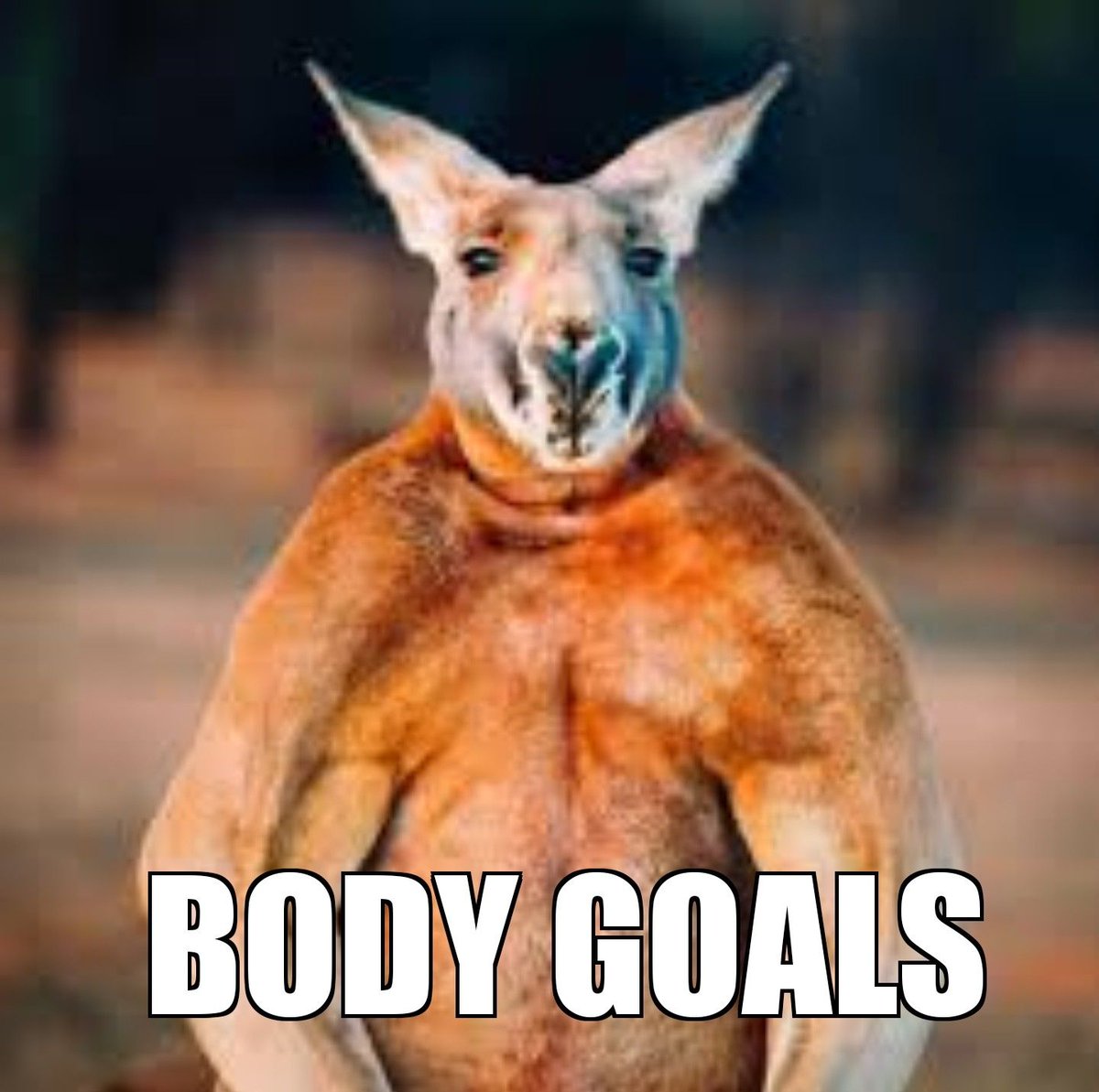Признаки сильного самца. Исполинский рыжий кенгуру. Серый исполинский кенгуру. Кенгуру в Австралии. Вес кенгуру.
