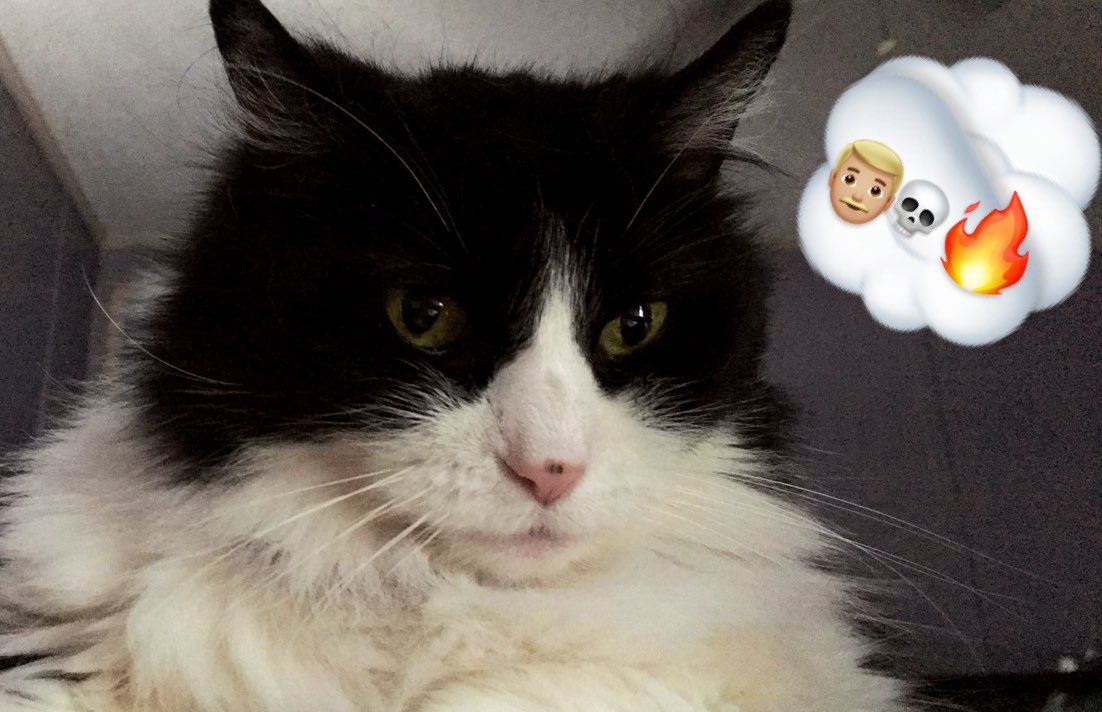 Ever morning I suspect her intentions <a href="/TheFuckingCat/">The Fucking Cat</a>