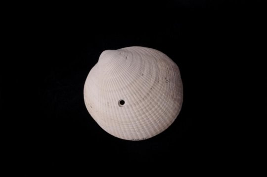 Holes drilled in shells point to bigger predators picking on small prey crwd.fr/2ssemx0