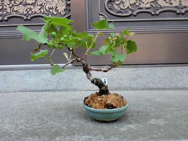 盆栽 #ヤマブドウ #山葡萄 #Bonsai 千成(一才)ヤマブドウを手に入れた