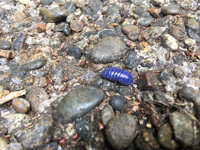 トップイメージカタログ 心に強く訴える ダンゴムシ の 食べ物