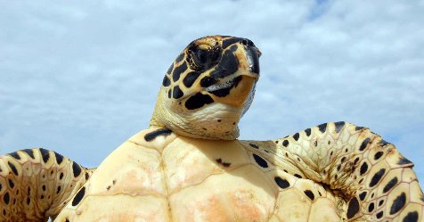 Popular Science tweet media