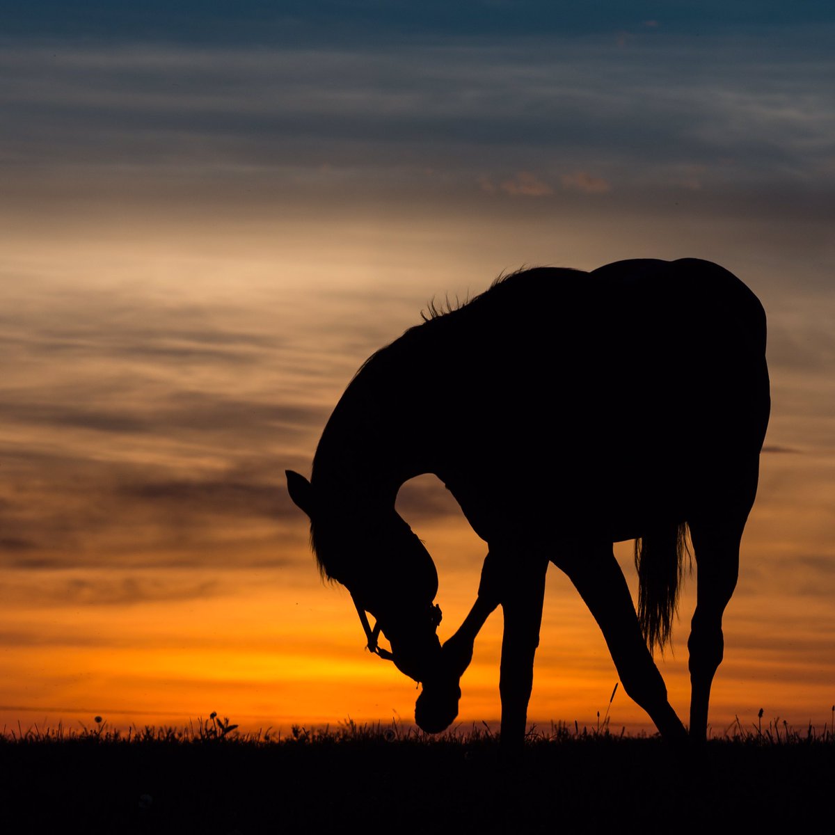Take a bow, Kentucky sunset. <a href="/Kentuckyweather/">Chris Bailey</a> @JimWKYT  <a href="/KYforKY/">KentuckyForKentucky</a> <a href="/KentuckyTourism/">Kentucky Tourism</a> <a href="/BluegrassScenes/">Scenes of the Bluegrass</a> #kywx #parisky #sunset