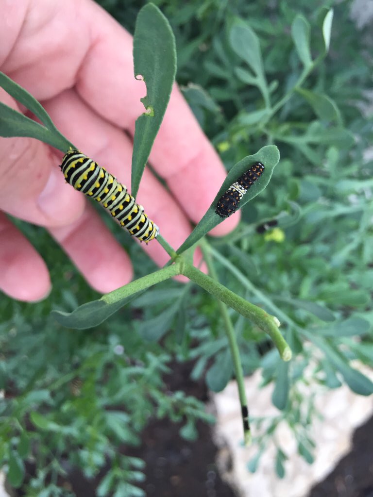 fluttrbyproject's tweet photo. @pecunium @HortErotica #Rue loves it anywhere in North America! This pic of a rue with 40+ #BlackSwallowtails is from #FlutterbyProject HQ in #Winnipeg #Canada https://t.co/iBoKWVaMig