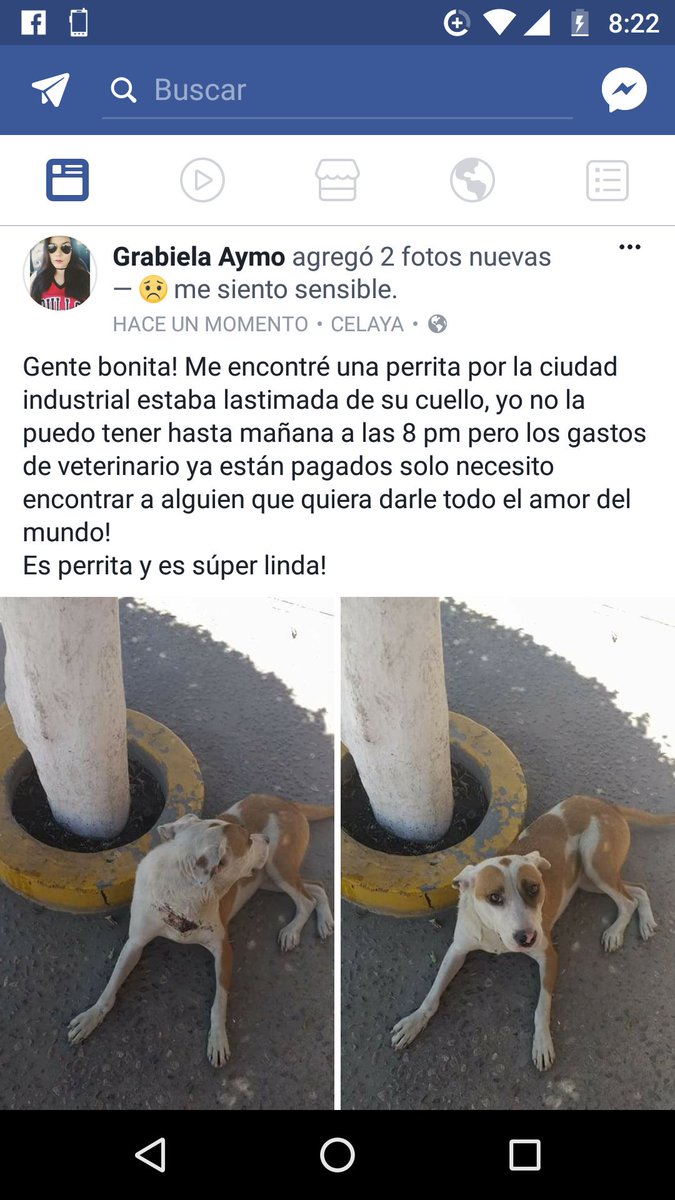 Ayuda!!! #RescateAnimal #Hogar #Celaya
