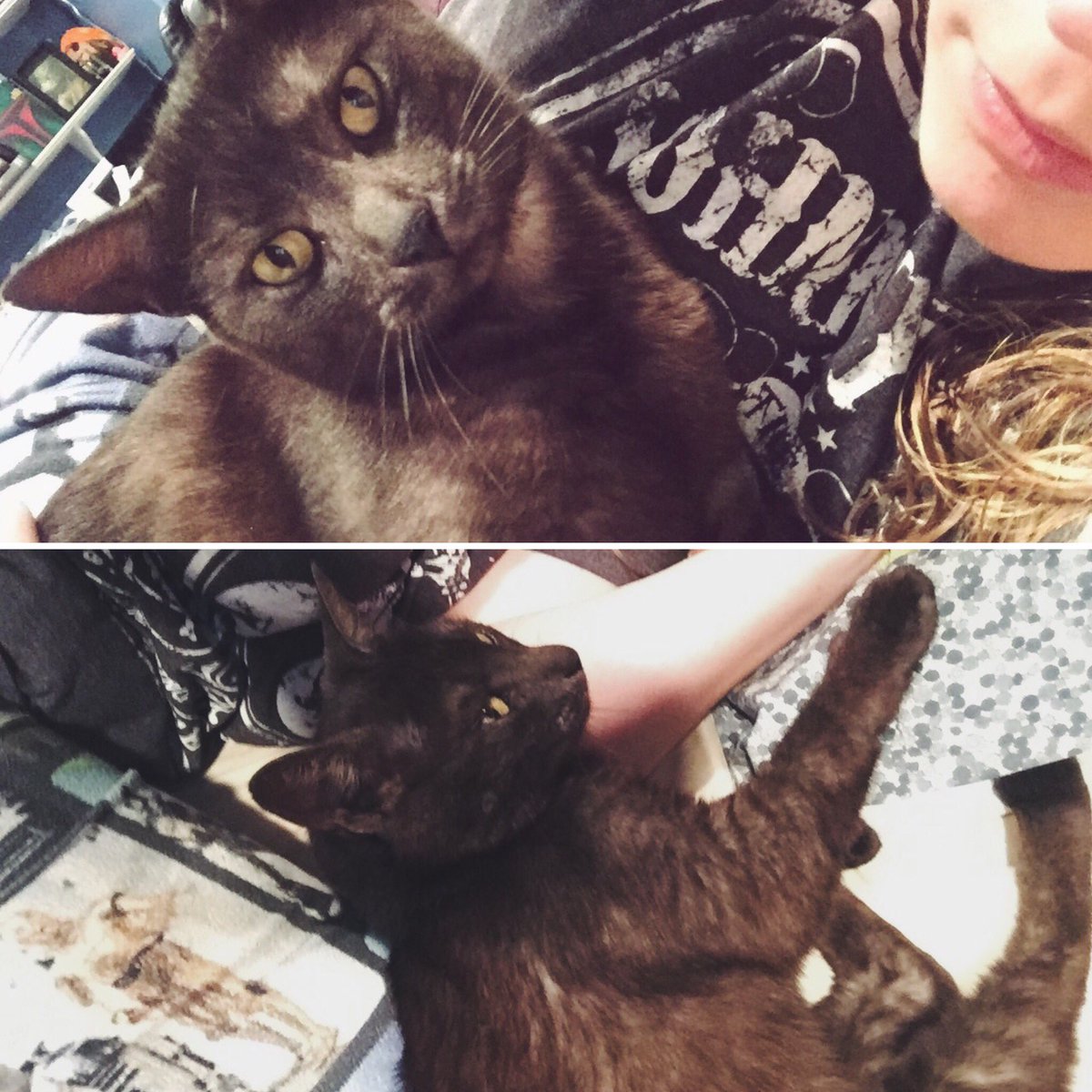 lexifouts's tweet photo. Why is my cat so nice to me #Indiana #GoodDates https://t.co/QGt3WwUpDr