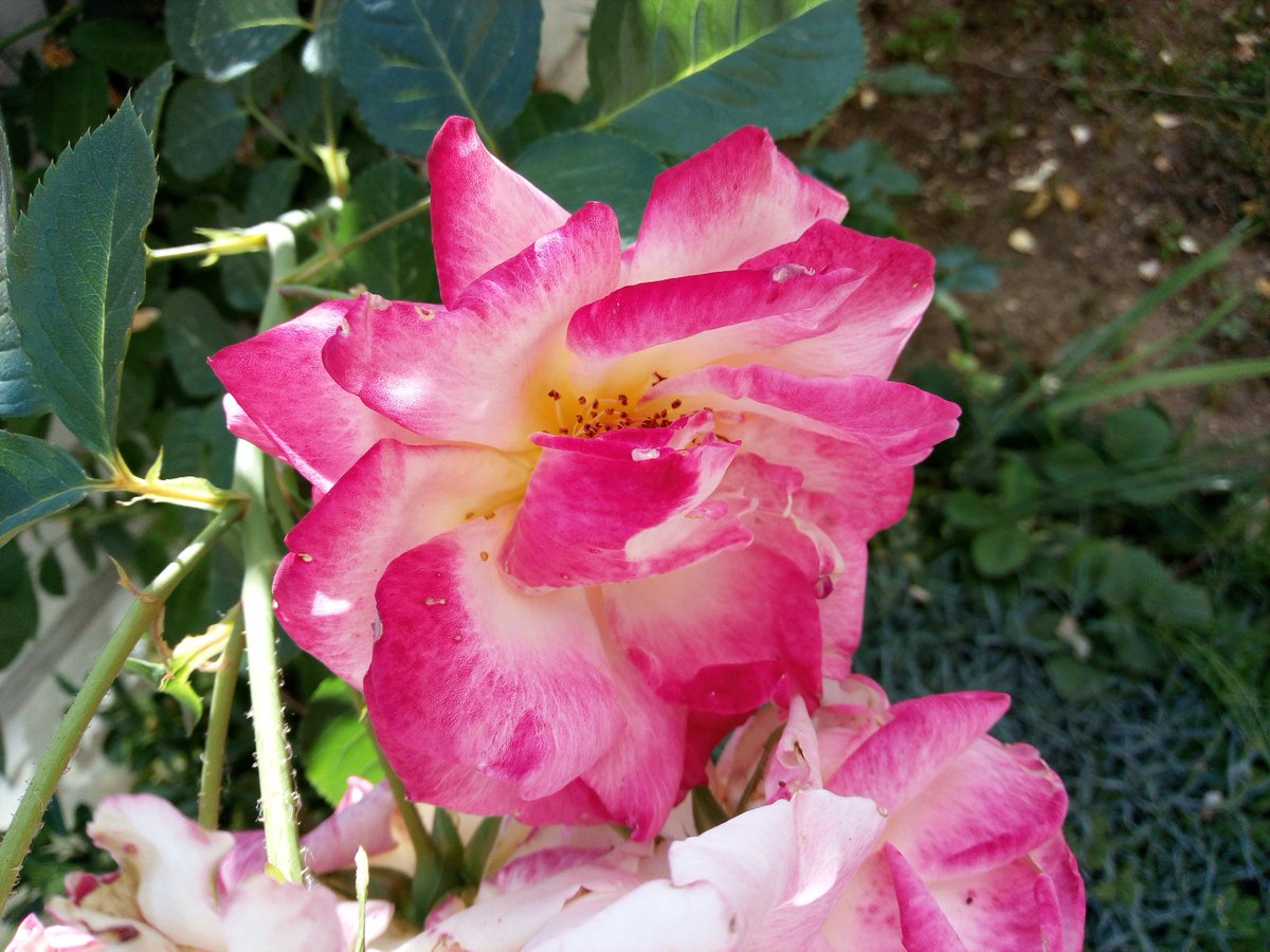 Homfancy_Global's tweet image. Gretel GT6000 reviews on #devicespecifications: devicespecifications.com/en/editor-revi…
#Gretel #GretelGT6000 #reviews