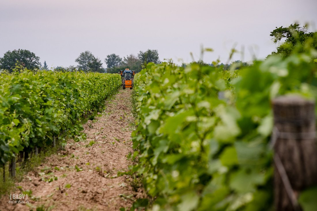 Vigneron31's tweet photo. La vie de la vigne : l’écimage.
photos et vidéo 
https://t.co/YdJX7WT3GZ
#vigneron #vin #toulousain #hautegaronne #vineyard #french https://t.co/exF5gSiu6Z