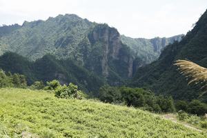 Moyeam1835's tweet photo. Moyem tea growing and processed in the deep mountains. Handcraft remains the powerful medical function ,brings good health to people. https://t.co/jdW42dGbjf