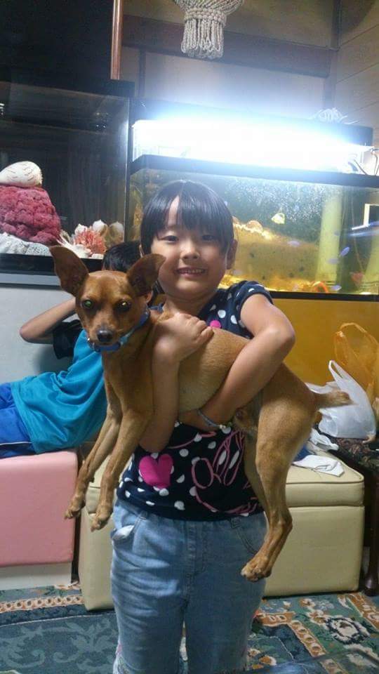 Okinawa Best Place A Twitter うるま市石川 迷い犬 探しています ミニチュアピンシャー ミニピン オス 茶色 土曜日から行方不明 うるま市 石川 見つけたら連絡ください