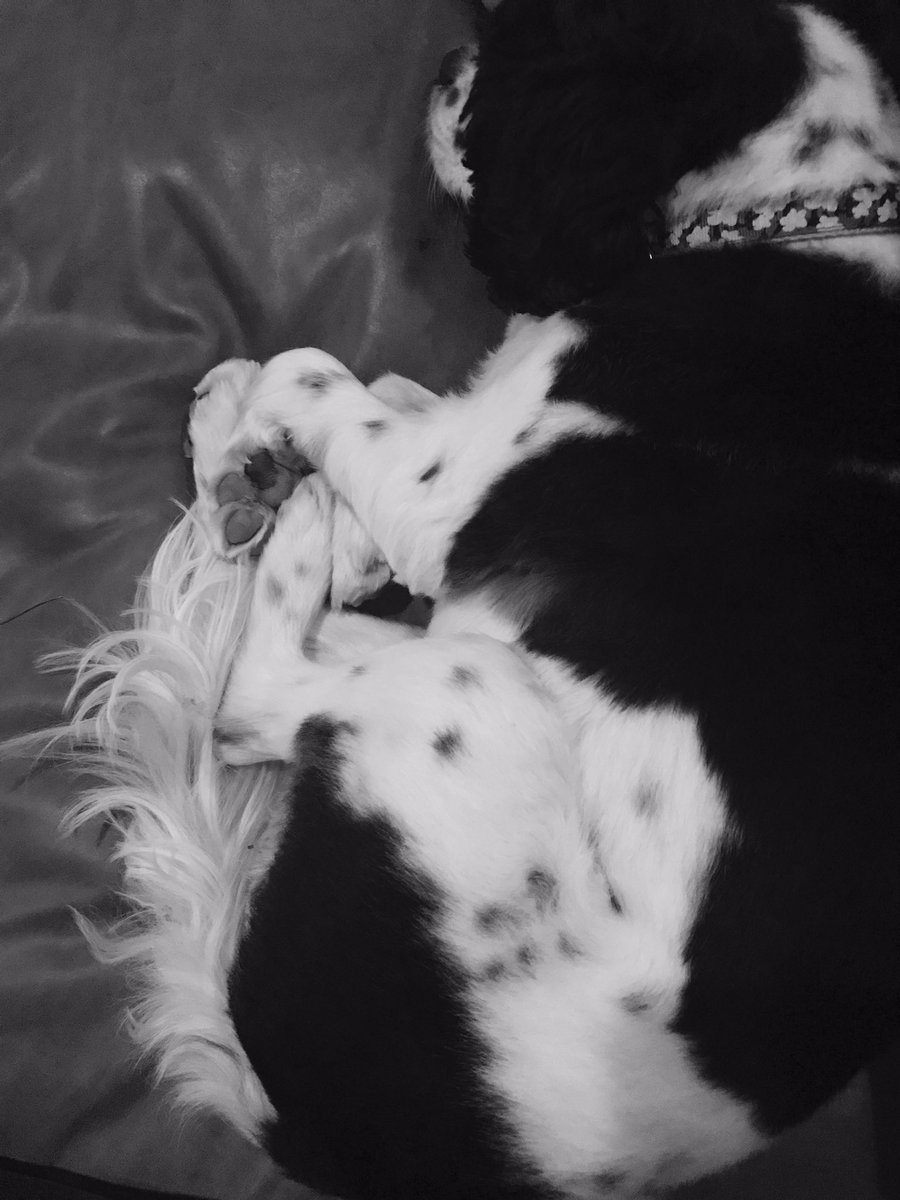 RudyFurLife's tweet photo. Puddle of paws https://t.co/09lc5HfSg2