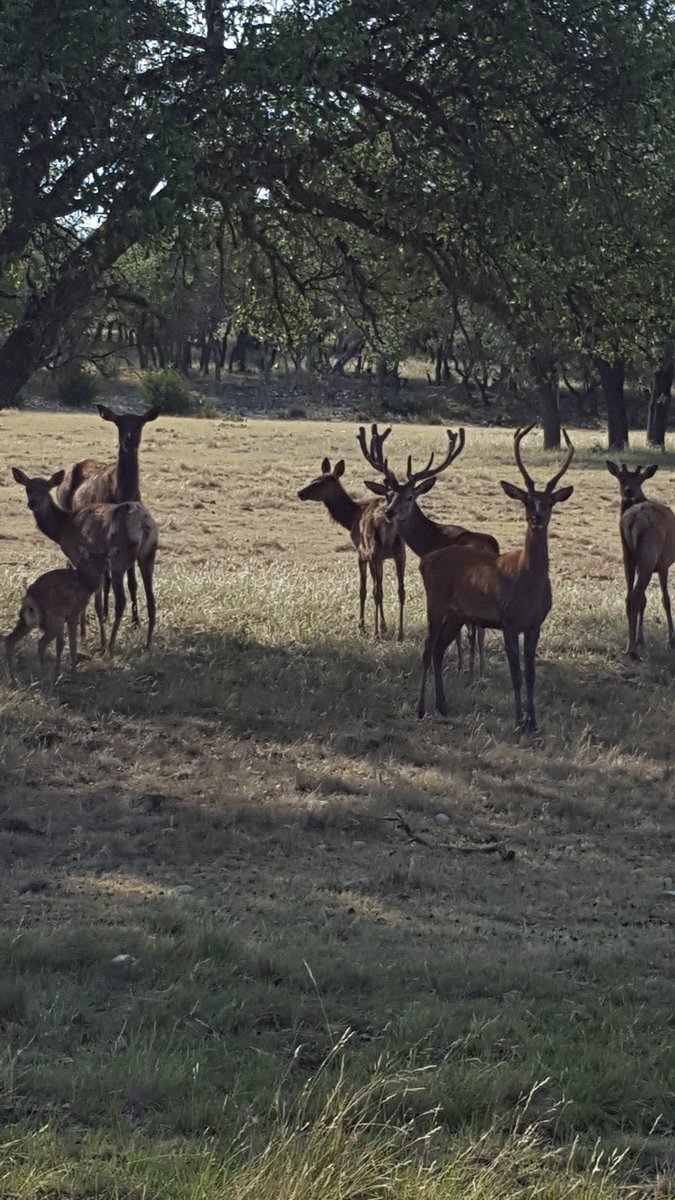 It was so hot today these guys on the A.C. Ranch did not even run.