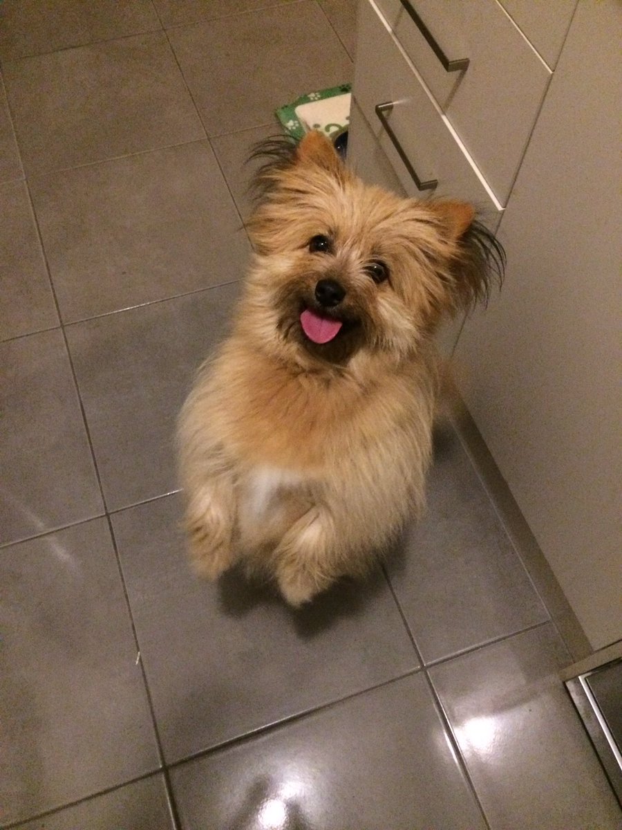 Straight outta the pound and into your hearts ❤️ #RescueDog