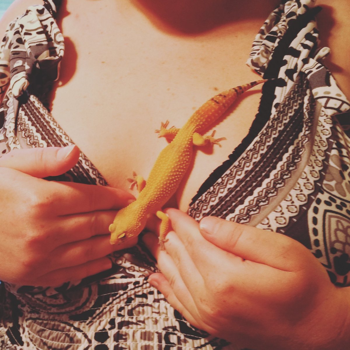 UdergroundINC's tweet photo. Gecko boobs https://t.co/u7G0FPrG00