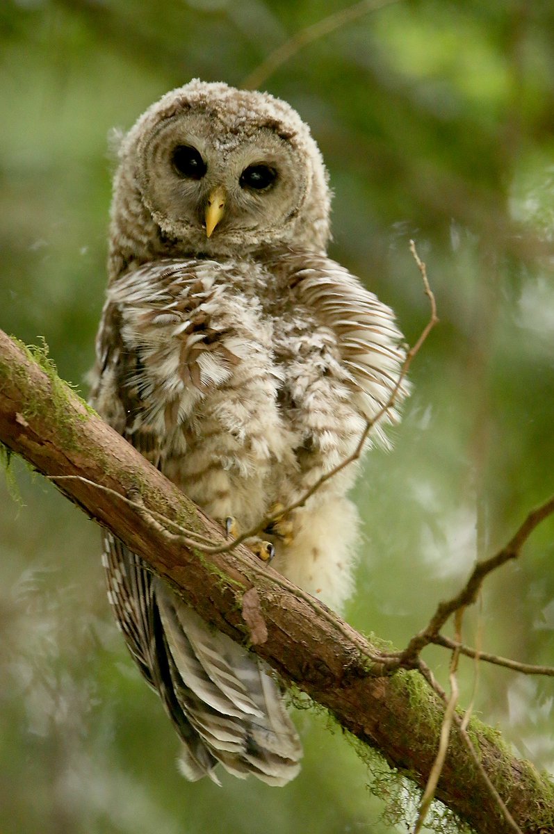 I haven't tweeted since 2011- totally appropriate that a tweet 6 years later is just pic of a baby owl taken in my yard. #birdnerd