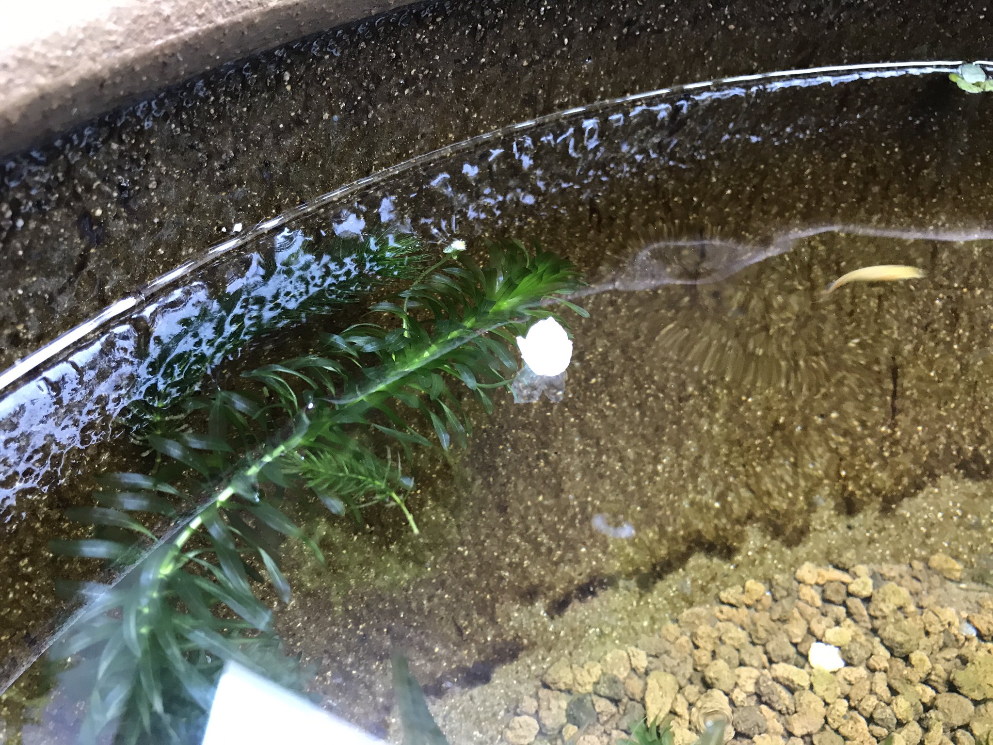 吉岡英尋 なすび亭のメダカの睡蓮鉢に入れてたアナカリス花が咲いた アナカリスって花咲くんだ 初めてみた 興味のない人にはどうでもいいお話しでした T Co Zavioyiil2 Twitter 吉岡英尋 なすび亭のメダカの睡蓮鉢に入れてたアナカリス花が咲いた アナカリスって花咲くんだ 初めてみた 興味のない人にはどうでもいいお話しでした T Co Zavioyiil2 Twitter
