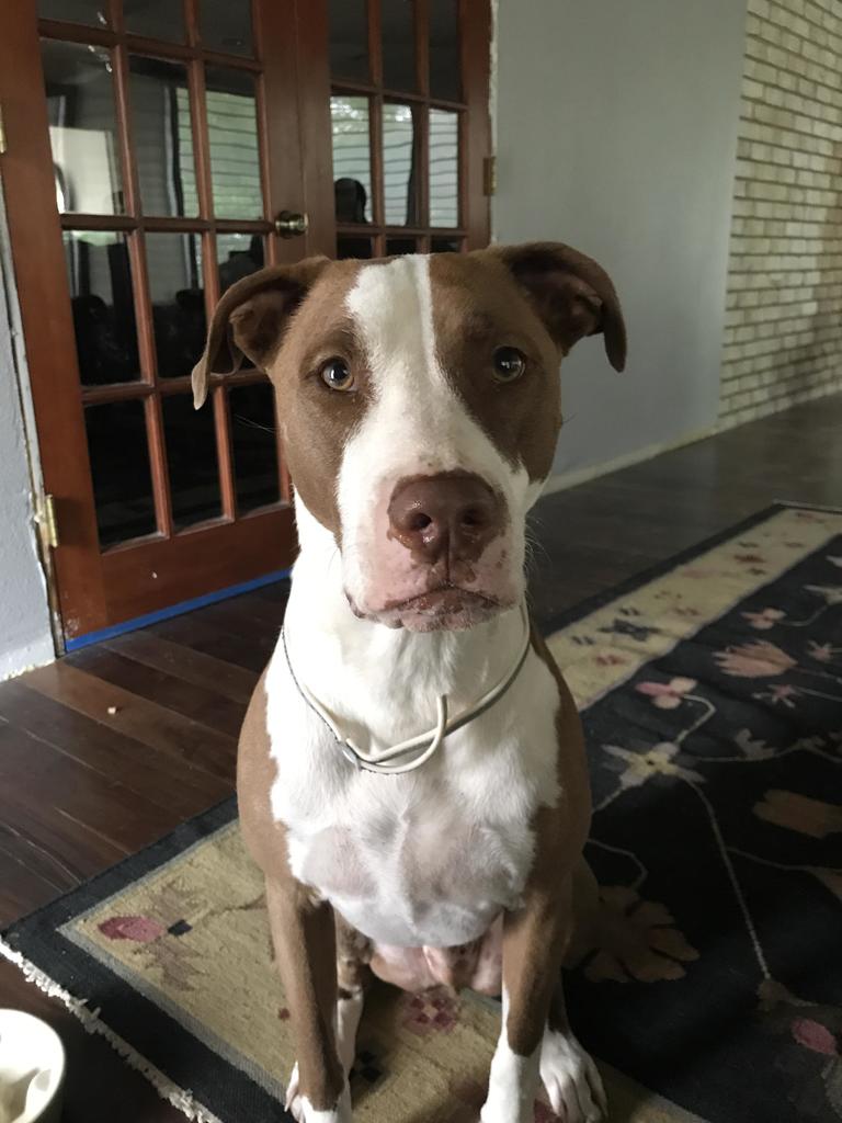 xoxdogsxox's tweet photo. Bentley turned three yesterday. Happy birthday to my best friend! https://t.co/o3bBSfYdtd