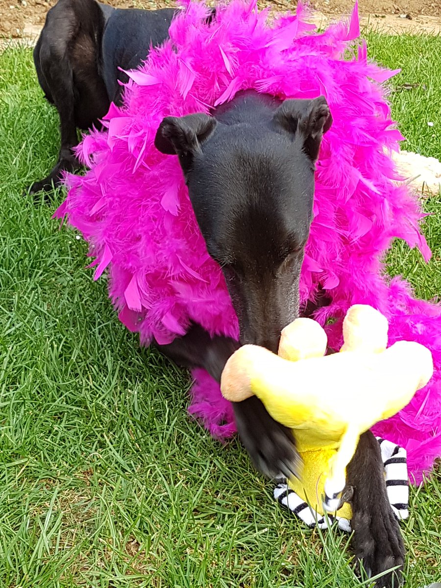 samsBellabob's tweet photo. I loves my birthday teddy!! Thanks guys xx https://t.co/8V6akpudLd